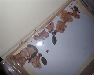 HUNDRED'S OF PRESSED FLOWERS LABELED AS TO WHAT THEY ARE.