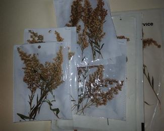 HUNDRED'S OF PRESSED FLOWERS LABELED AS TO WHAT THEY ARE.