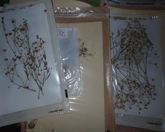 HUNDRED'S OF PRESSED FLOWERS LABELED AS TO WHAT THEY ARE.