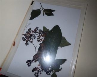 HUNDRED'S OF PRESSED FLOWERS LABELED AS TO WHAT THEY ARE.