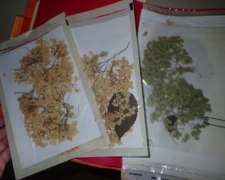 HUNDRED'S OF PRESSED FLOWERS LABELED AS TO WHAT THEY ARE.