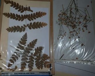 HUNDRED'S OF PRESSED FLOWERS LABELED AS TO WHAT THEY ARE.