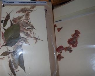HUNDRED'S OF PRESSED FLOWERS LABELED AS TO WHAT THEY ARE.
