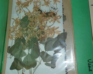 HUNDRED'S OF PRESSED FLOWERS LABELED AS TO WHAT THEY ARE.