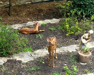 Working at the home, we get to experience these neighborhood deer relaxing in the back yard. They will run off with loud noises but otherwise come around quite often.