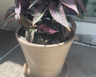 Misc Plants (prices vary)