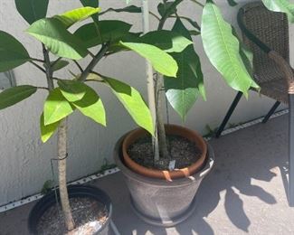 Misc Plants (prices vary)