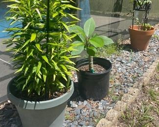 Misc Plants (prices vary)