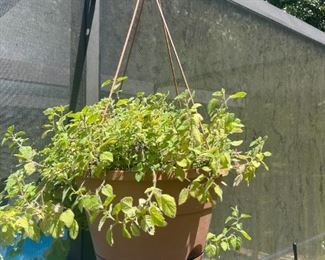 Misc Plants (prices vary)