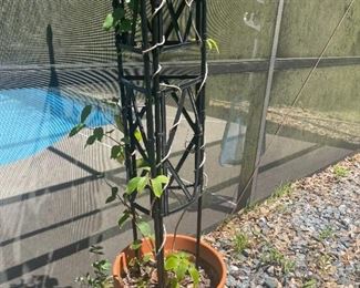 Misc Plants (prices vary)