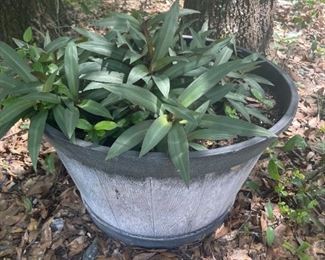 Misc Plants (prices vary)