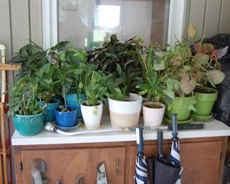 Plants Galore, inside and outside in great pots