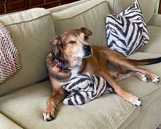 Resting at home for the next sale. It’s hard work being “head of security “!