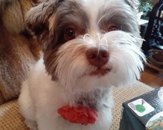 Hi. I am not for sale. The sale is in my home and I am head of security here!