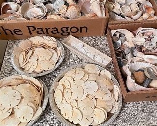 Large shell collection