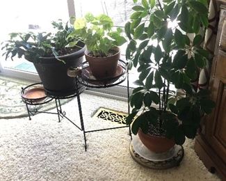 Assorted live plants 