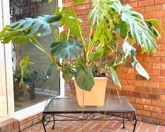 Monstera Plant (HUGE!)