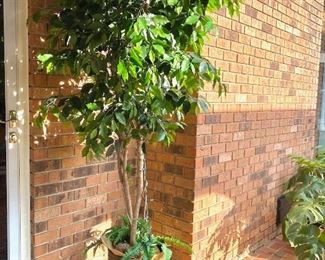 Ficus tree (faux)