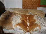 Animal Skins