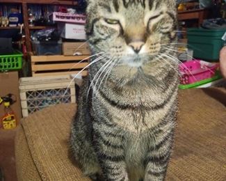 This is my cat.   Not for sale, just checking to see if anyone reads the description.  