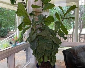 live fig tree