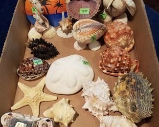 Seashells, there are so many more