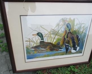 Mallard Ducks after Audubon