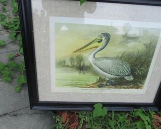 Bruno Geisler, Pelicanus Crispus