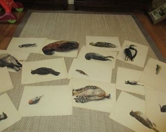 SET 16 1840s English watercolors of birds, each named and initialed on verso by the artist. This was the age of  Selby and Gould. I cannot make out the initials, but these sure are good. Sold as a collection.