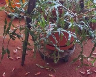 Plants (yes, we are watering them)