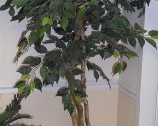 6' Ficus tree