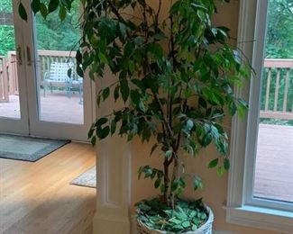 Faux Ficus Tree in Basket Style Planter