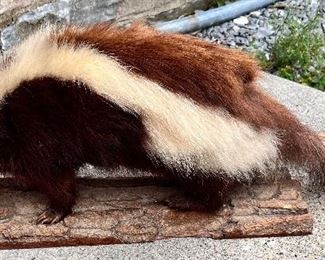 TAXIDERMY SKUNK 