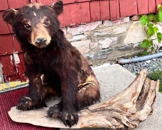 BLACK BEAR CUB TAXIDERMY - rough 