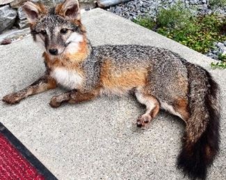TAXIDERMY FOX 