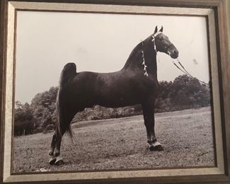 How sweet is this? Several Tennessee Walker pictures for sale!