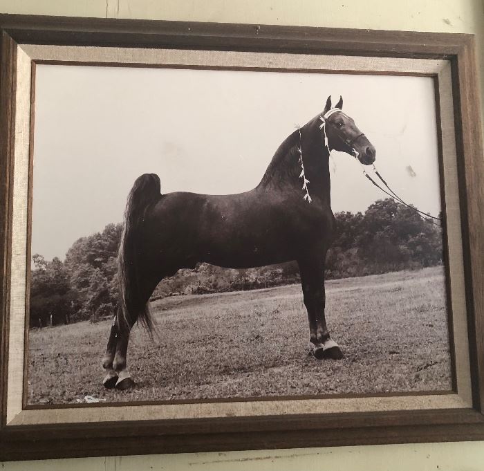 How sweet is this? Several Tennessee Walker pictures for sale!