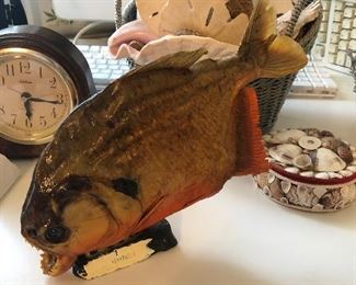 Rocks, shells and stuffed piranha