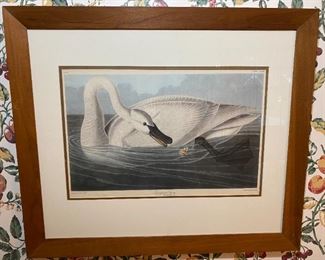 Antique Audubon Swan Print
