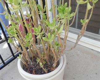Large potted succulant
