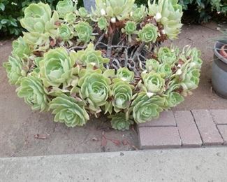 large potted succulant