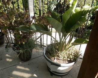 Potted plants for sale