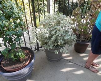 All potted plants for sale