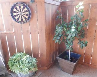 Potted plants and  DART board too!   For Sale