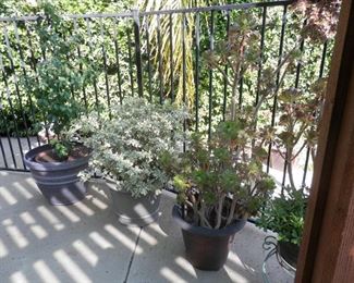 More potted plants for sale