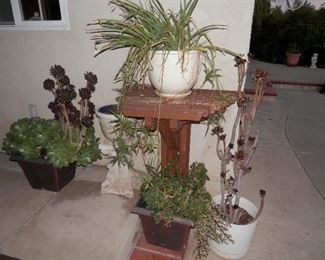 Some more plants for sale!