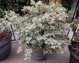 Another potted plant