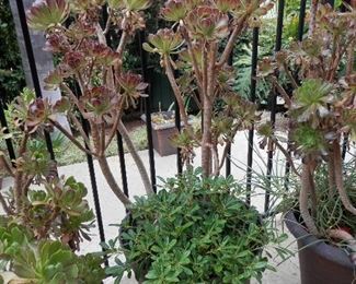 One of many plants for sale