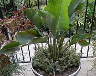 Large Banana Plant