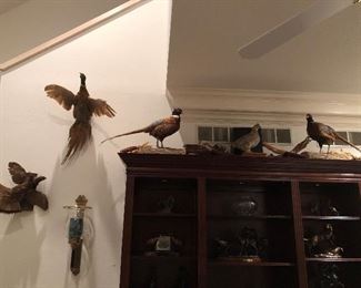Several (6) Mounted Pheasants 